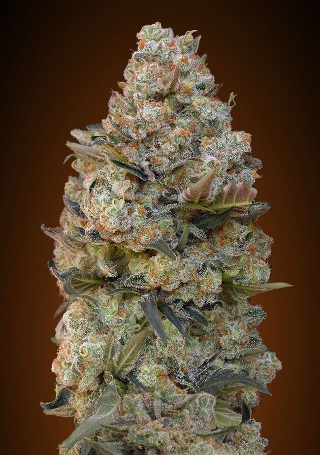 Chocolate Skunk feminised cannabis seeds by 00 Seeds for indoor and outdoor
